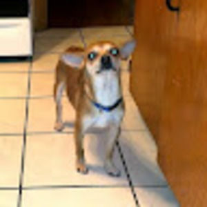 Meet your Posher, Abel